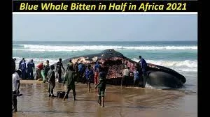Blue Whale Bitten in Half [update 2022]: Theories on Cause of Wounds