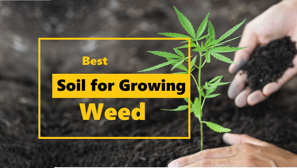 What is Good Soil for Growing Cannabis
