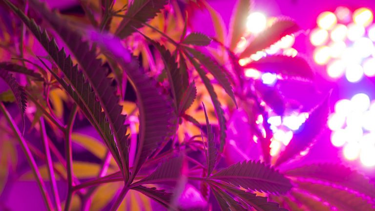 Can You Use A Heat Lamp To Grow Cannabis?