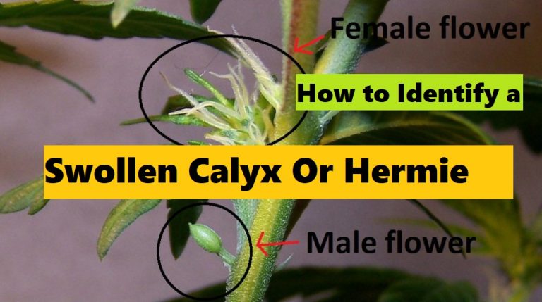 How to Identify a Swollen Calyx vs a Pollen Sac/Hermie Plant
