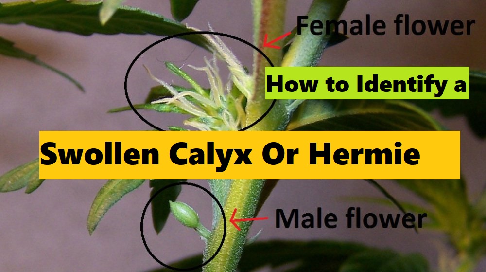 Swollen Calyx vs a Pollen Sac