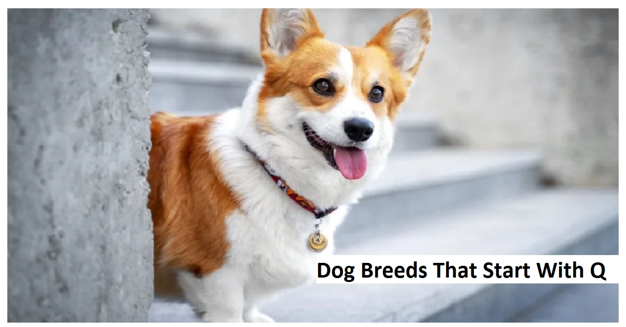Dog Breeds That Start With Q