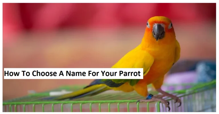 How To Choose A Name For Your Parrot – An Ultimate Guide