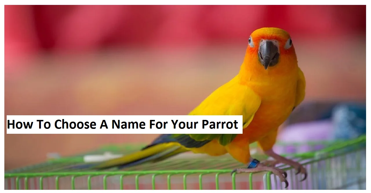 How To Choose A Name For Your Parrot