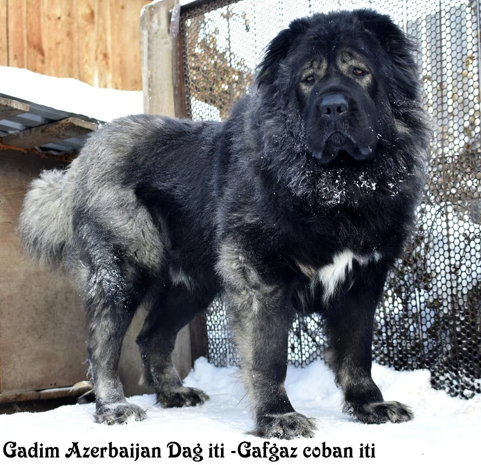 The Qarabag Shepherd