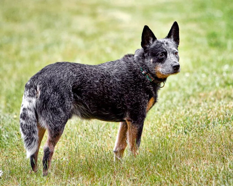 The Queensland Heeler