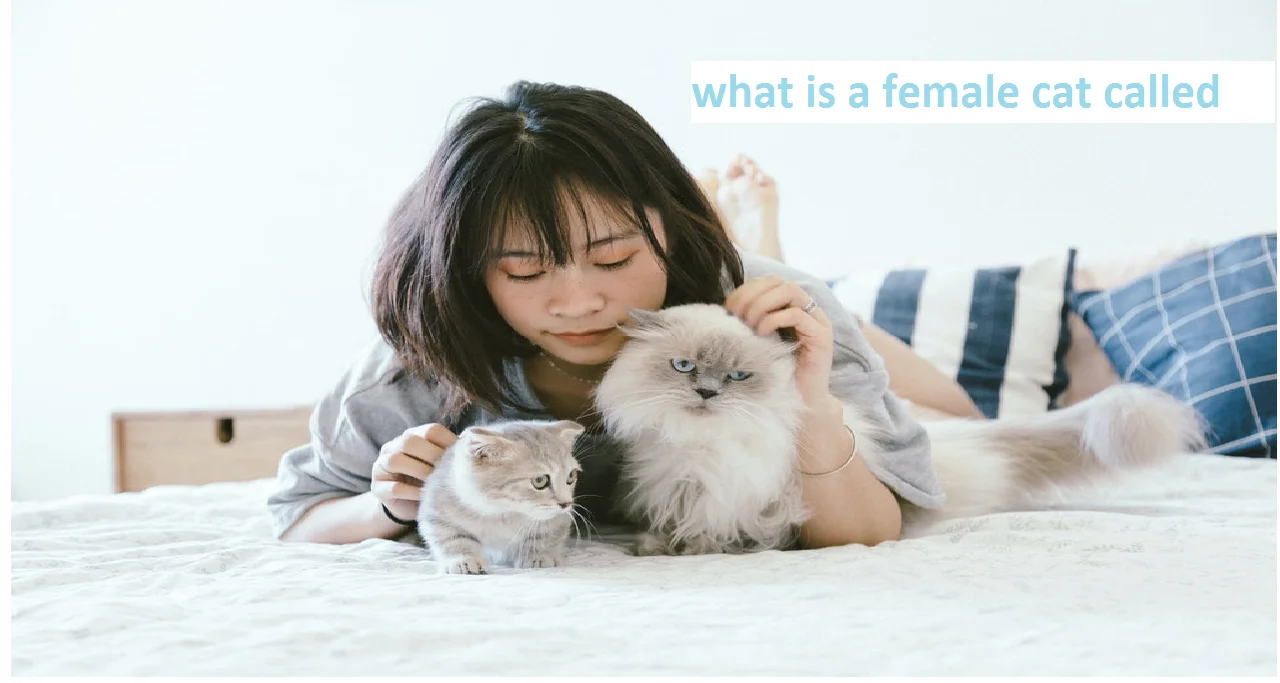 what is a female cat called