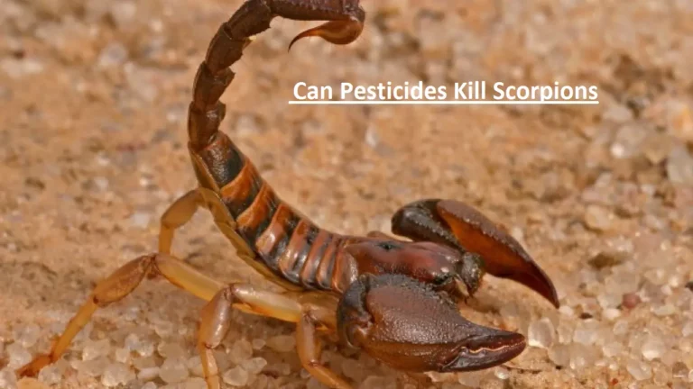 Can Pesticides Kill Scorpions – The Truth About Scorpion Control!