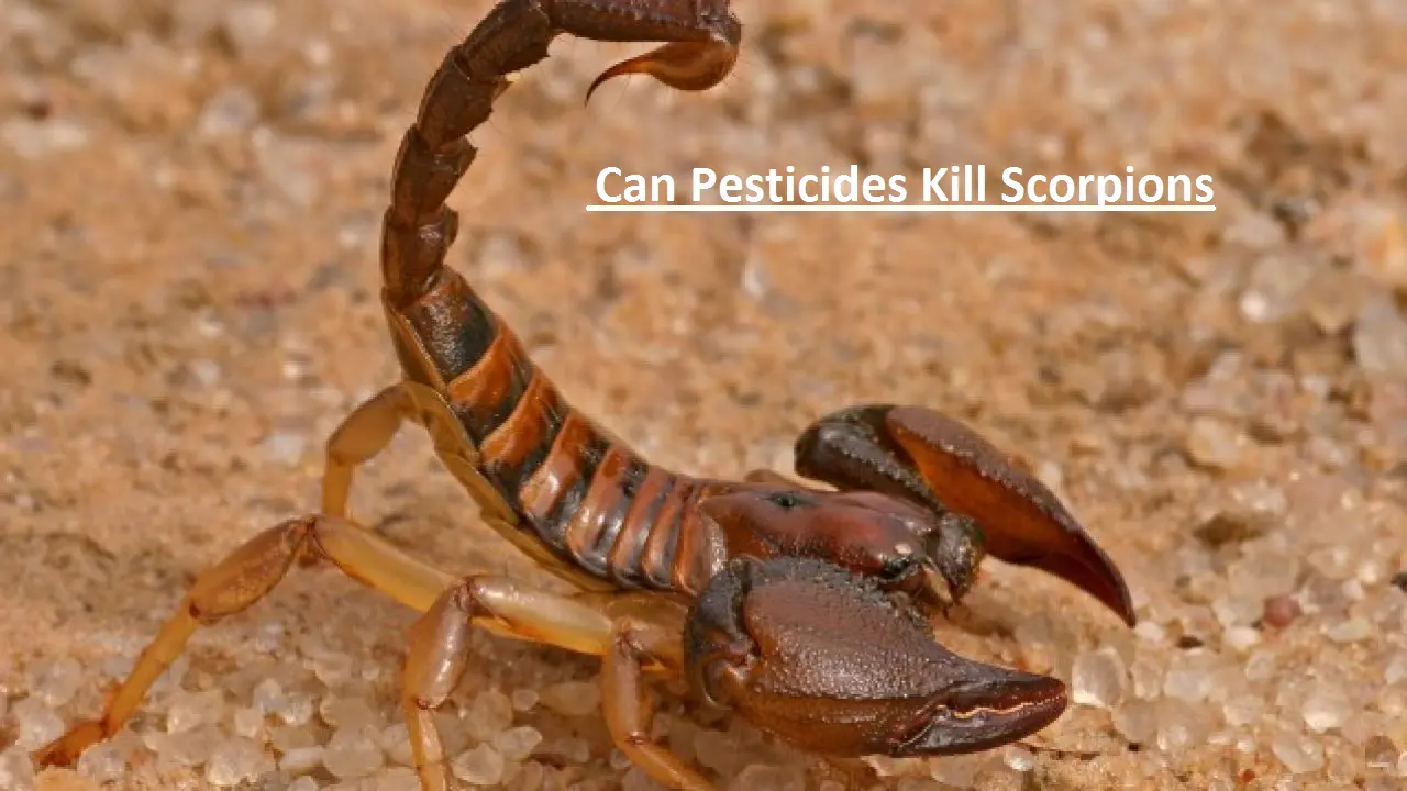 Can Pesticides Kill Scorpions