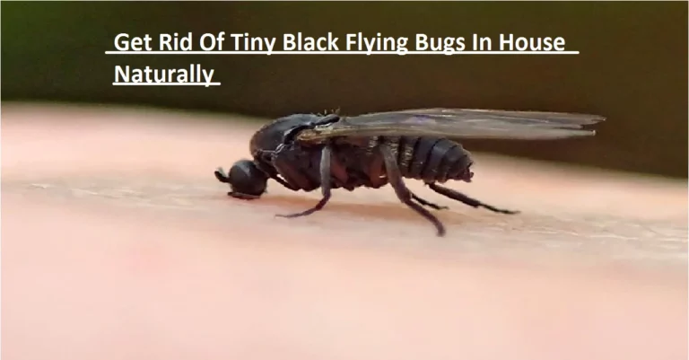 Get Rid Of Tiny Black Flying Bugs In House Naturally