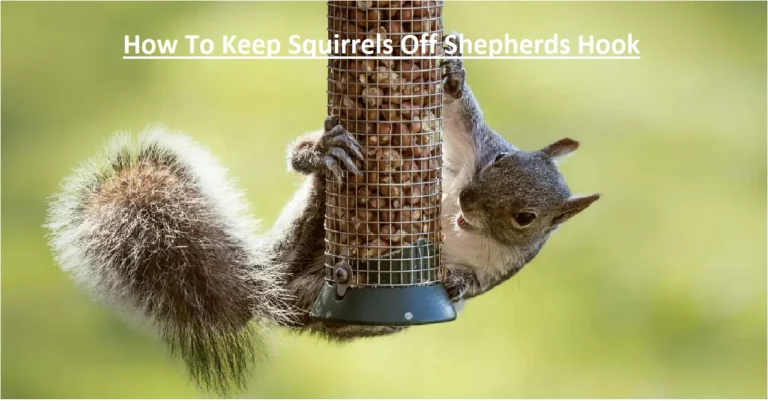 How To Keep Squirrels Off Shepherds Hook – Easy Tips!