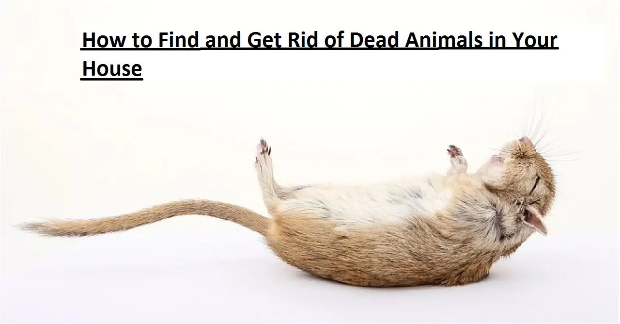 How to Find and Get Rid of Dead Animals in Your House