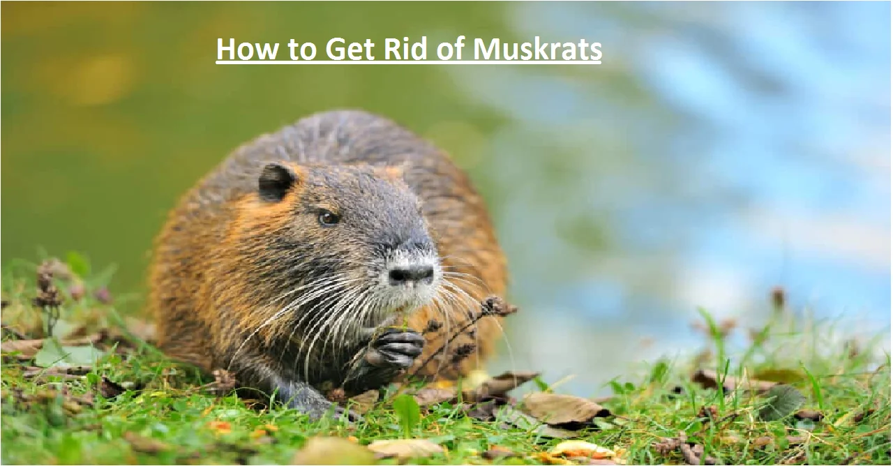 How to Get Rid of Muskrats