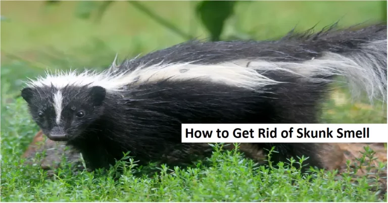 How to Get Rid of Skunk Smell Fast – Tips and Tricks