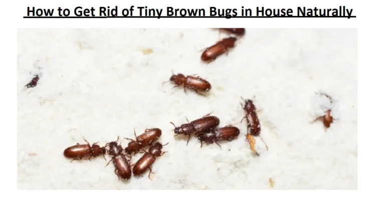 Small Brown Bugs in House – How to Get Rid of Tiny Brown Bugs in House Naturally?