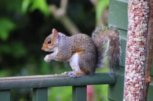 squirrel-bird-feeder