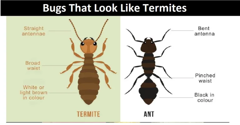 Bugs That Look Like Termites: Difference and Get Rid of Them