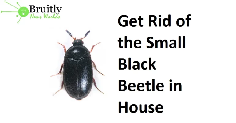 Get Rid of the Small Black Beetle in House – Effective Methods