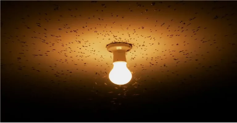 How To Get Rid Of Tiny Flying Bugs In House Attracted To Light