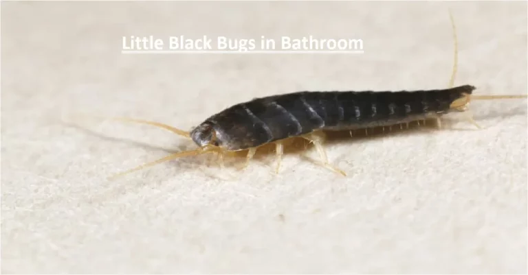 Little Black Bugs in Bathroom: Identification And Removal!