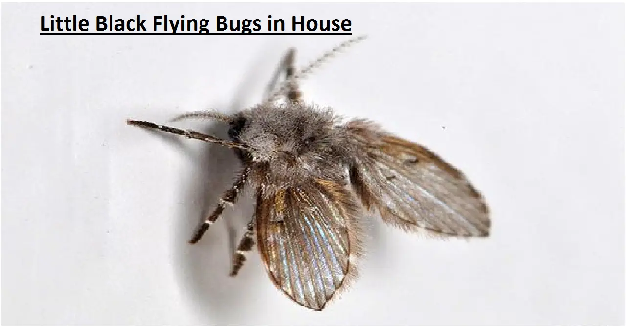 Little Black Flying Bugs in House
