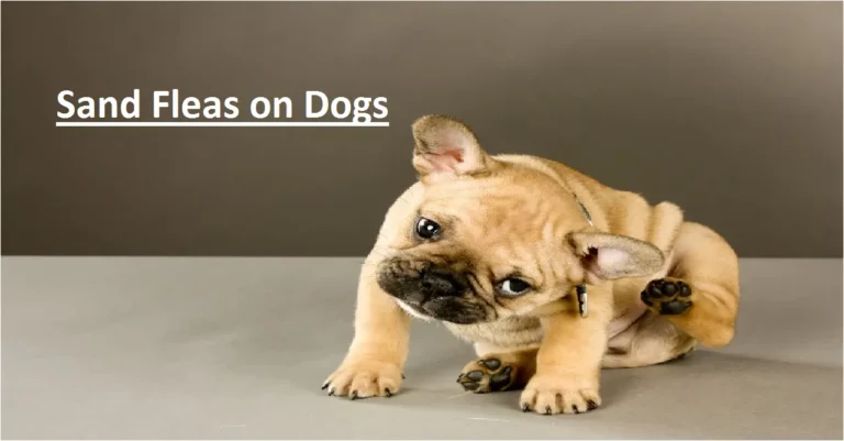 Sand Fleas on Dogs: Prevention and Get ride Of