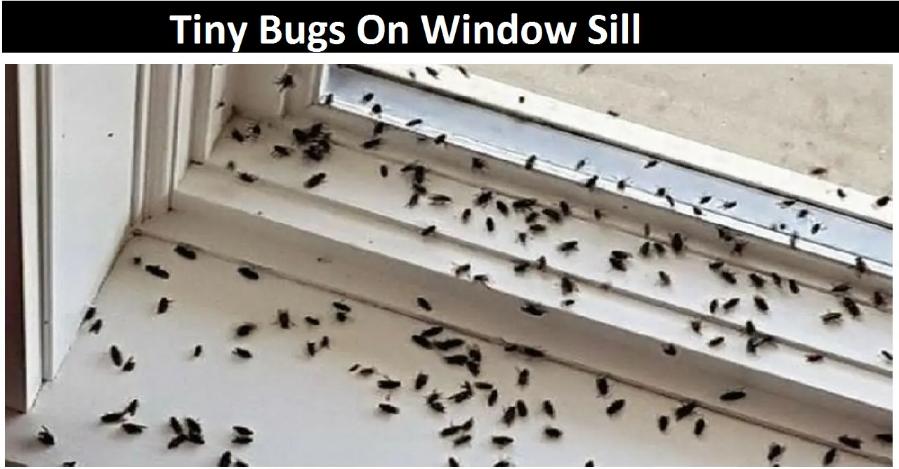 Tiny Bugs On Window Sill
