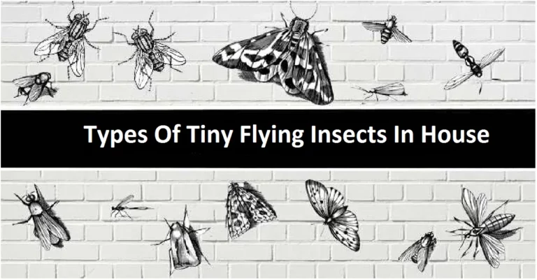 Types Of Tiny Flying Insects In House: Read To know