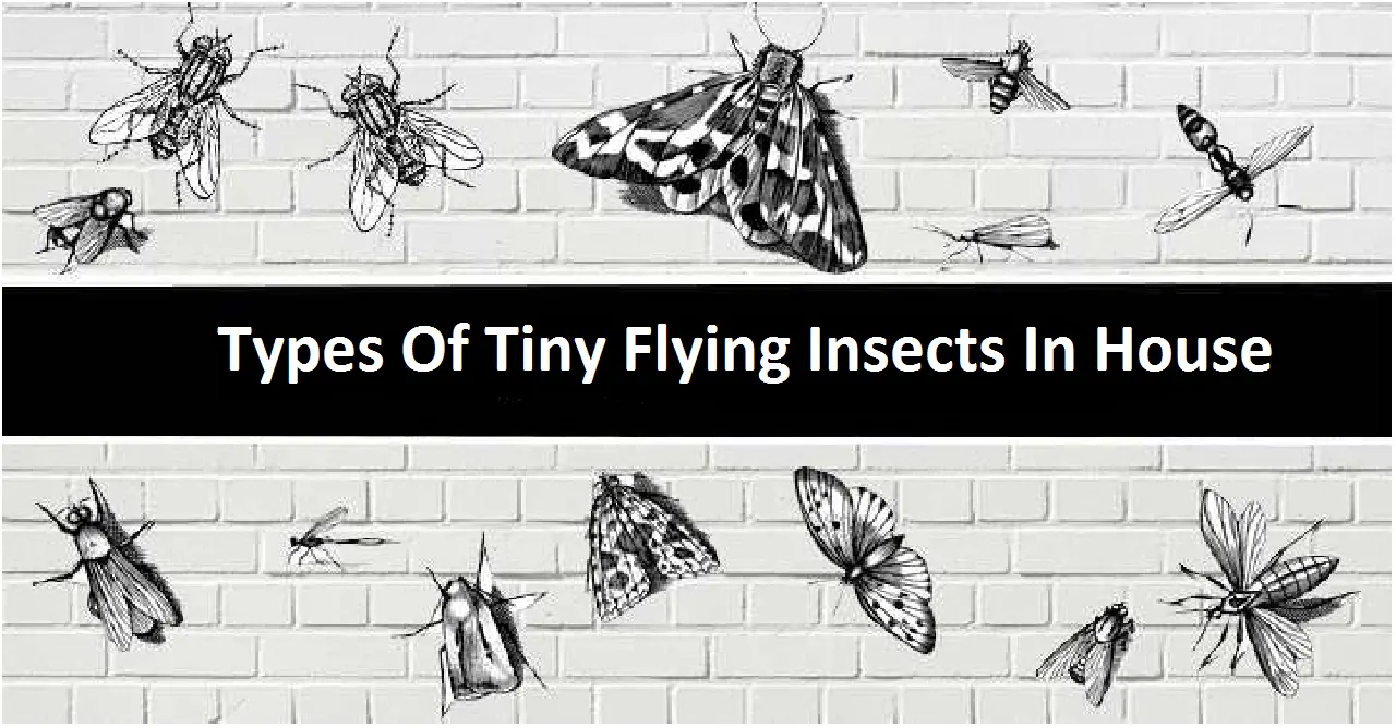 Types Of Tiny Flying Insects In House
