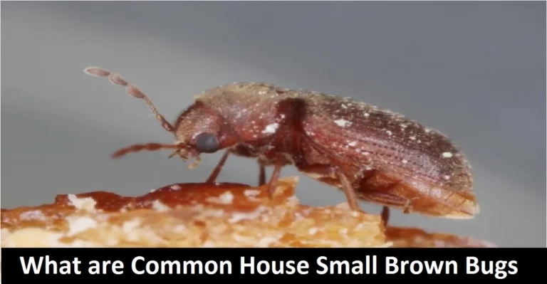 What are Common House Small Brown Bugs?