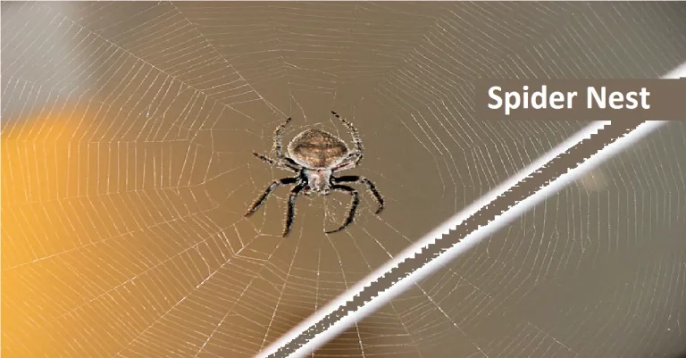 Spider Nest: Facts About Spider Nests, Read!
