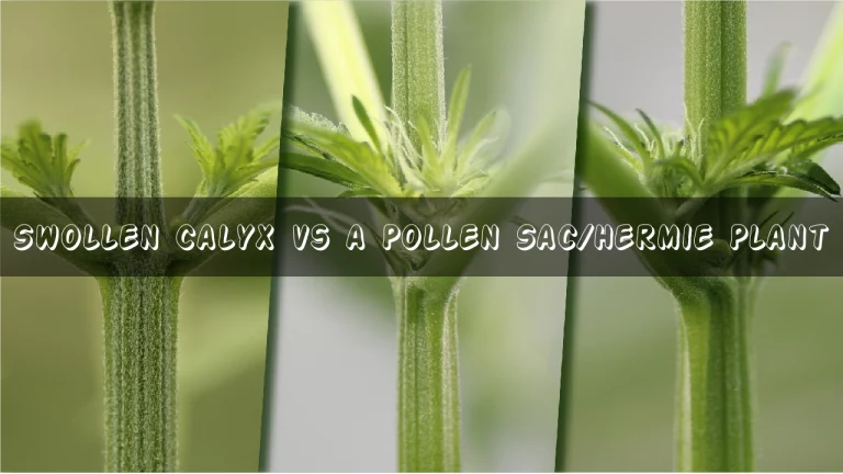How to Identify a Swollen Calyx vs a Pollen Sac/Hermie Plant?