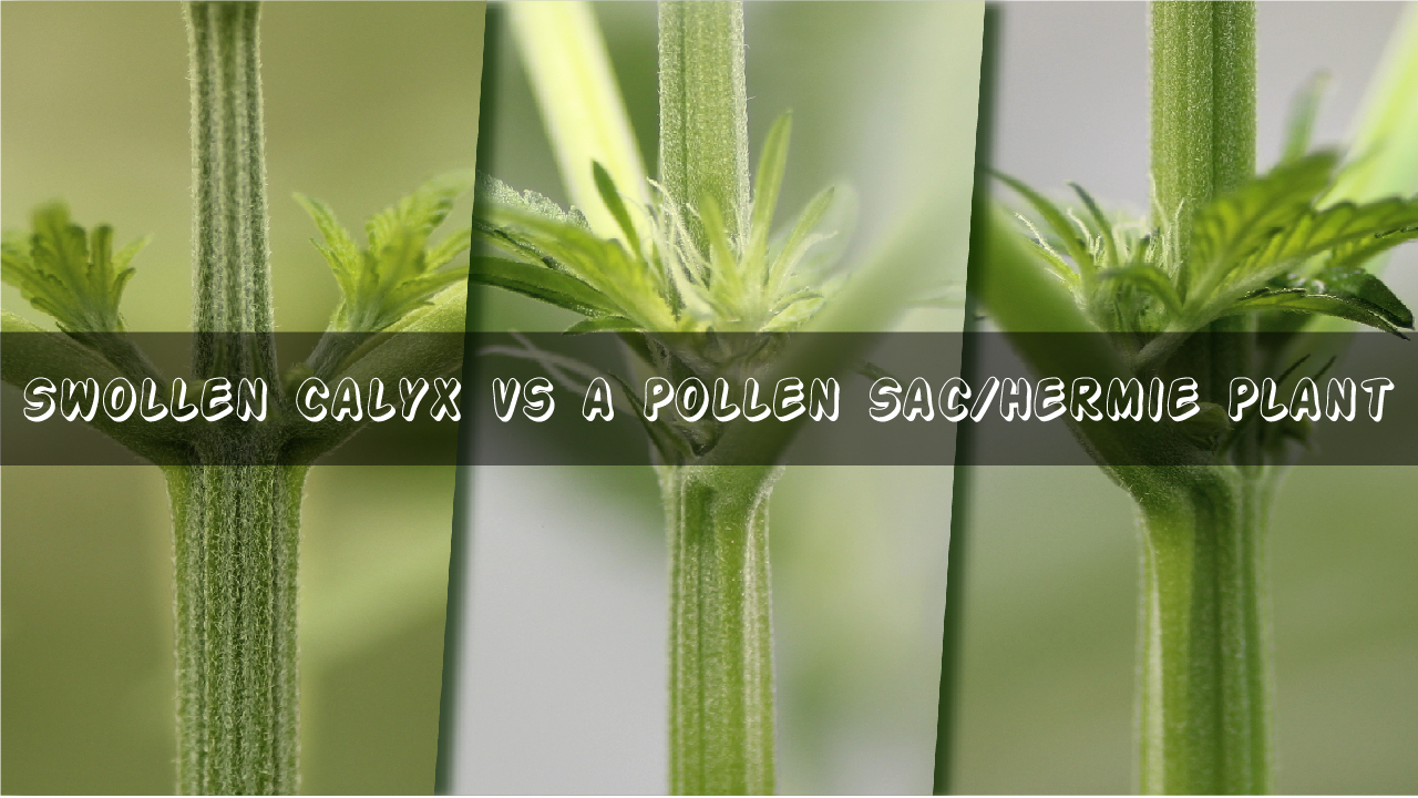 Swollen Calyx vs a Pollen Sac_Hermie Plant