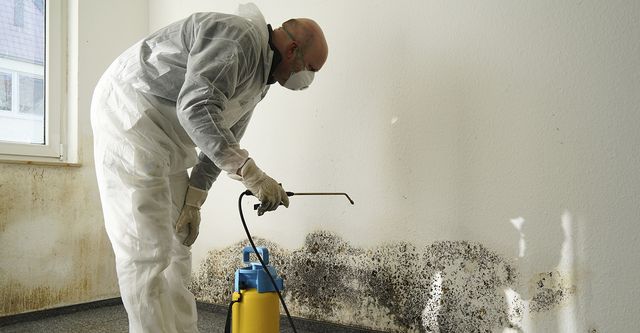 Say Goodbye to Mold: How Professional Mold Removal Services Can Help Protect Your Home and Business