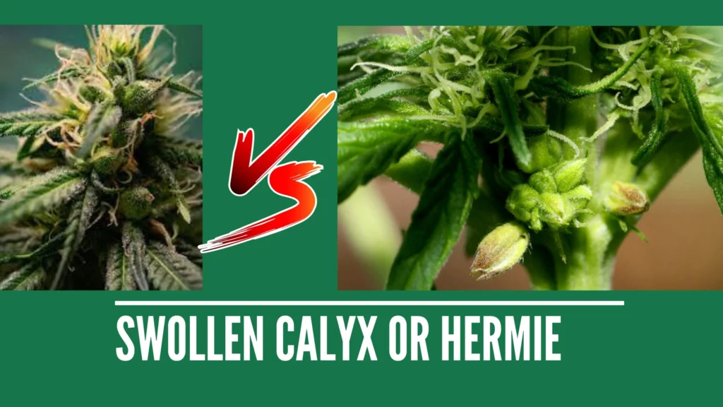 Identifying Swollen Calyxes and Hermies